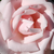 Roza - Vrtnica plezalka - New Dawn